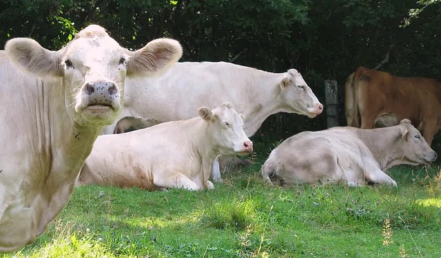 Cattle, 2006