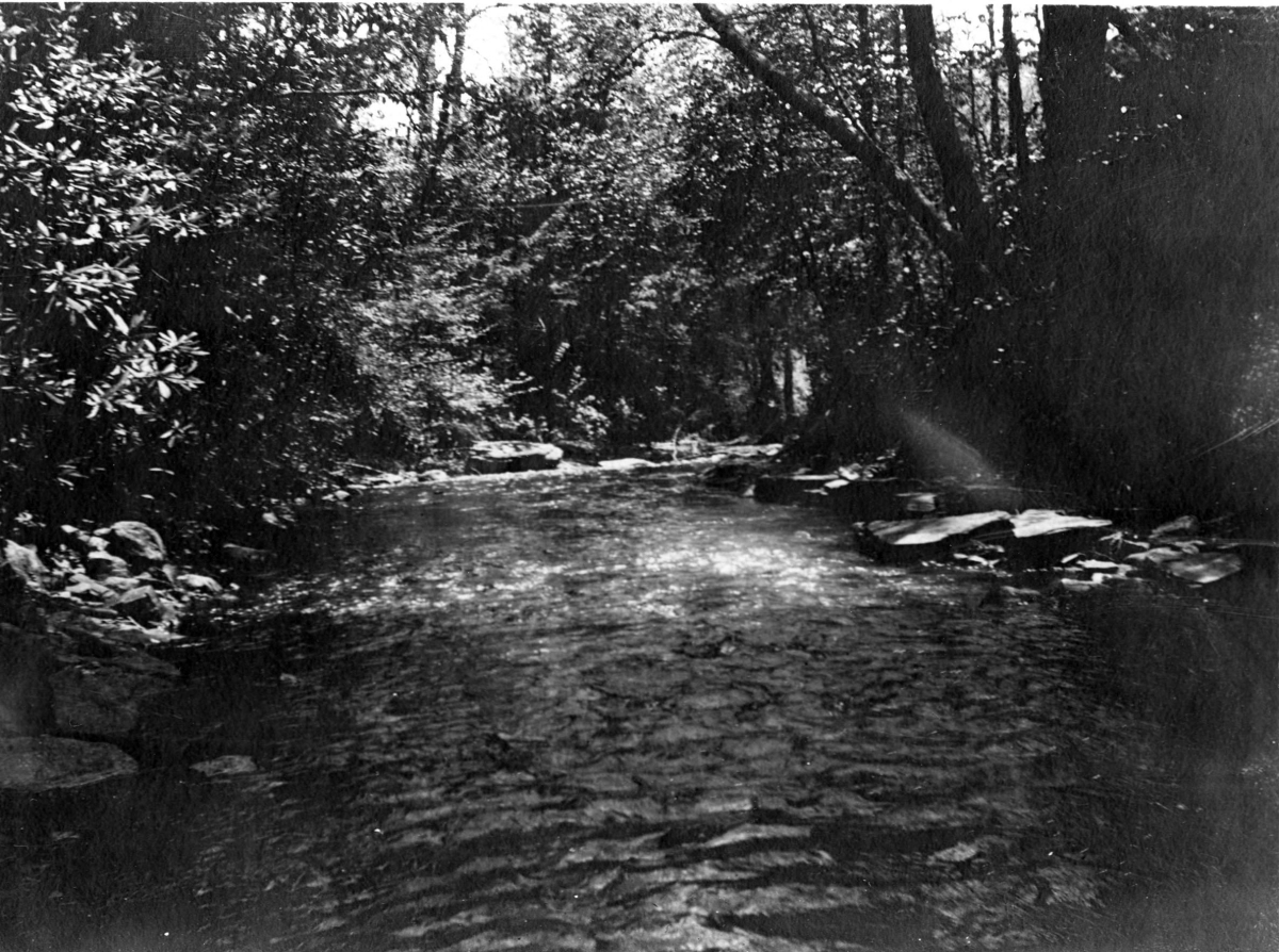 A balck-and-white photograph pictures a flowing river with forest trees and plants on the bank.