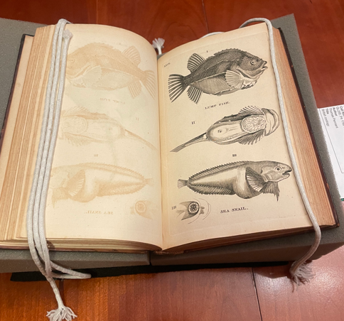 A page from British Zoology (1768)