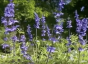 Image from the Blue Ridge Videos digital collection