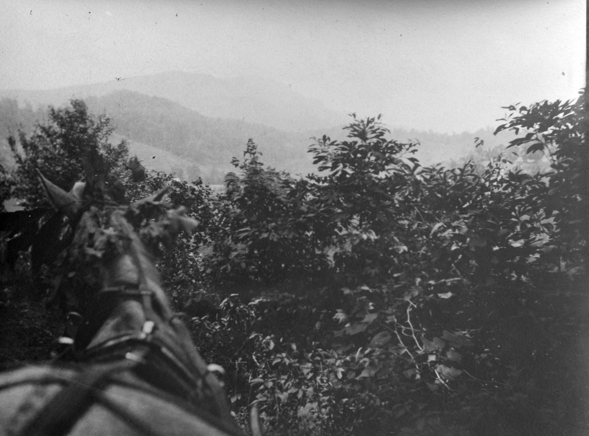 A black-and-white photographic shows, obscured by fog, the profile of Grandfather Mountain in Western North Carolina. Summer foliage and a horse can be partially seen in the foreground.