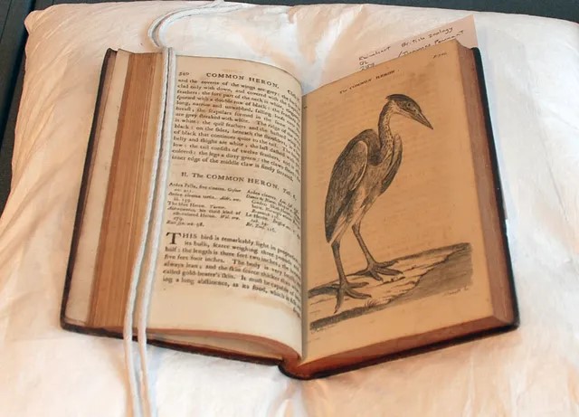 Zoology engraving of a heron